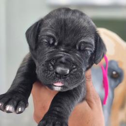 Jill - Black female Great Dane puppy in Granby, Missouri from HCR Great Danes