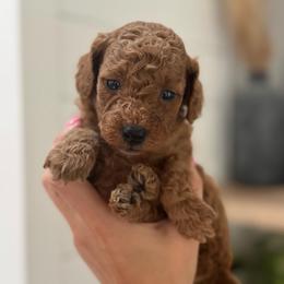 Hazel - Red  female Goldendoodle puppy in Alamance County, North Carolina from Doodle Squad Puppies