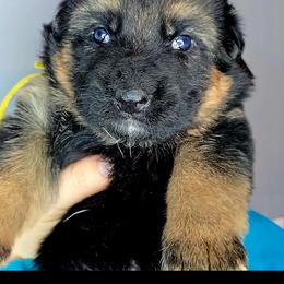 Yellow - Black and tan female German Shepherd puppy in Tony, Wisconsin from Muddy Acres German Shepherds