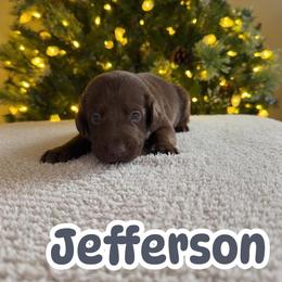 Jefferson - Chocolate male Labrador Retriever puppy in Lucasville, Ohio from Backwoods Labradors