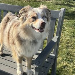 Rhayne - Australian Shepherd