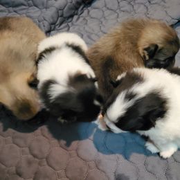 Pomeranian puppies from Fluffy Wonders Poms and Doodles