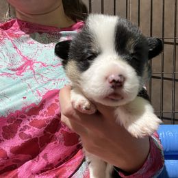 Pembroke Welsh Corgi Puppies from 4G Farms Corgi’s