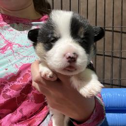 Pembroke Welsh Corgi Puppies from 4G Farms Corgi’s
