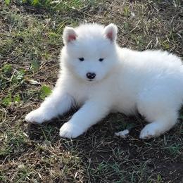 Bow collar girl - White female Samoyed puppy in Broomfield, Colorado from Klondike Snow Samoyeds