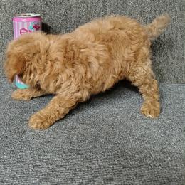 Alani - Apricot female Poodle puppy in Stilwell, Oklahoma from LR&R Dog Co.