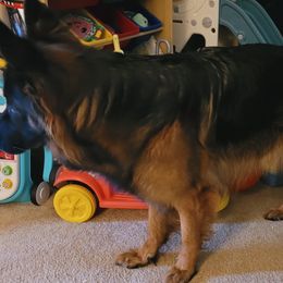 Padme - German Shepherd