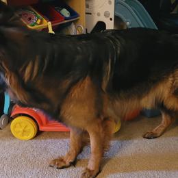 Padme - German Shepherd