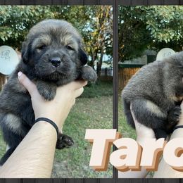 Neapolitan Mastiff and Tibetan Mastiff Puppies from Carolina Coastal Mastinos
