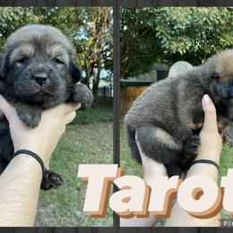 Neapolitan Mastiff and Tibetan Mastiff Puppies from Carolina Coastal Mastinos