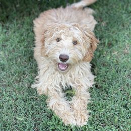 DF9041- Sky - Caramel cream female Australian Labradoodle puppy in Easley, South Carolina from Royal Diamond Labradoodles