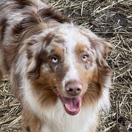 Ruger - Australian Shepherd