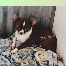 Penelope - Chihuahua
