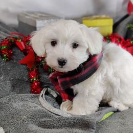 Atlas: OFA and CHIC parents - White male Coton de Tulear puppy in Westfield, North Carolina from Legacy Pets