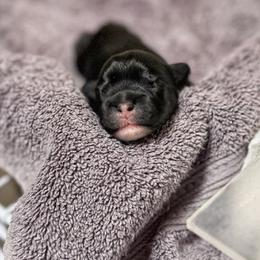 Lowchen Puppies from Magick Lowchen