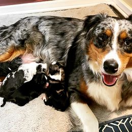 Australian Shepherd Puppies from Clover Bell Farm Australian Shepherds