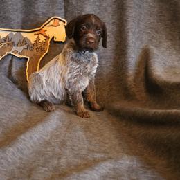 Light Purple - Brown and gray female Wirehaired Pointing Griffon puppy in Afton, Wisconsin from Daehler's Wirehaired Pointing Griffons
