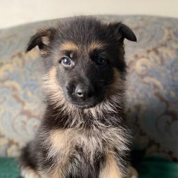 Green collar boy - Black and red male German Shepherd puppy in Coleta, Illinois from Four Leaf Farm- Vom Vierblättriges Bauernhof
