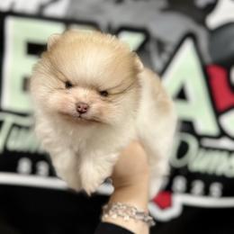 Drizzle - Cream parti male Pomeranian puppy in Eagle Pass, Texas from Texas Tumbleweed Poms