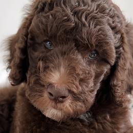 Girl 6 - Brown Poodle puppy in Stuart, Florida from AKC/Excellent + Good OFA Sweet Delightful Poodles