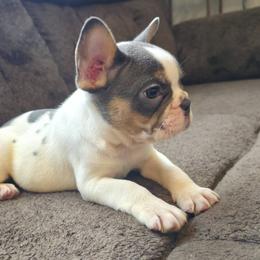 French Bulldogs from 35th Street Doggy District