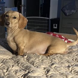 Dachshunds from Tammy's Dachshunds