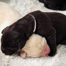 Clover - Chocolate female Labrador Retriever puppy in California from High Quality Labrador Retrievers and French Bulldogs