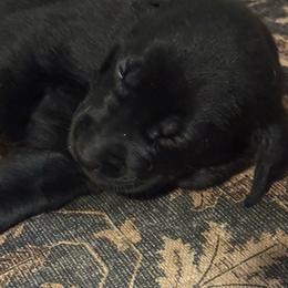 Girl 1 - Black female Labrador Retriever puppy in Centreville, Maryland from Barbihaus Kennels