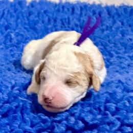 Purple Collar - Apricot female Australian Labradoodle puppy in Coeur D'alene, Idaho from Lake City Labradoodles