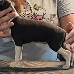 Blair - Blue female Italian Greyhound puppy in Florida from Ruscelli Italian Greyhounds