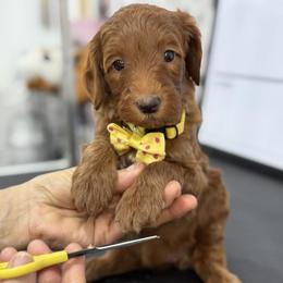 Yvette -Yellow collar female - Red  female Goldendoodle puppy in Yuciapa, California from AlltheDoodlez_
