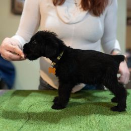 Jay - Giant Schnauzer puppy from Above Par Kennels