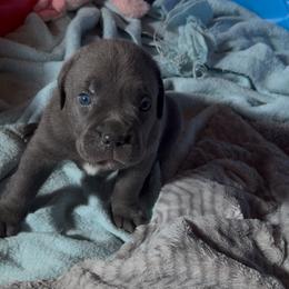 Terror - Gray male Cane Corso puppy in El Dorado, Arkansas from Lower Arkansas Cane Corso