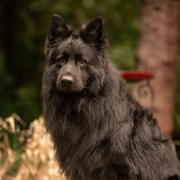 Jack - German Shepherd