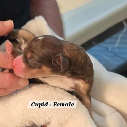 Cupid - Tri-color female Bernedoodle puppy in Montverde, Florida from Central Florida Bernedoodles