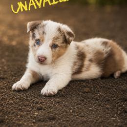 Freya - Red merle female Border Collie puppy in Sanger, California from Flying M Cactus Ranch Buddies