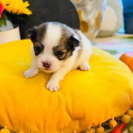 Milo - Chocolate parti male Pomeranian puppy in Green Cove Springs, Florida from Natasha's Ark of Joy