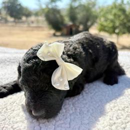 Gidget - Blue female Poodle puppy in Meadowbrook, California from Standard Poodle Pups