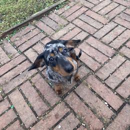 Dachshund Puppies from Witchy Woman’s Wiener’s