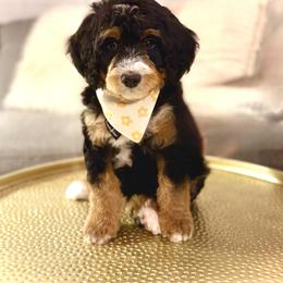 Boy 4 - Tri-color male Bernedoodle puppy in Salt Lake County, Utah from Coco Avenue Pups