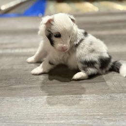 Margaery - Blue merle and white female Shetland Sheepdog puppy in La Porte City, Iowa from Kyrie Shetland Sheepdogs