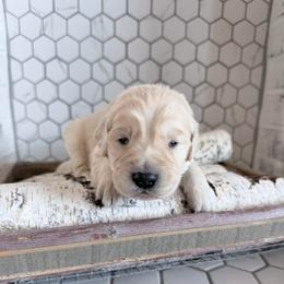 Lucas - Cream male Goldendoodle puppy in Mount Pleasant, Utah from Betty's Goldendoodles