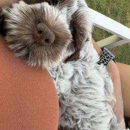 Bernedoodle, Cavalier King Charles Spaniel, Cavapoo, Cockapoo, and Labradoodle Puppies from Harper Haven Doodles