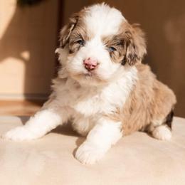 Aussiedoodle and Goldendoodle Puppies from Ever After Doodles Arizona