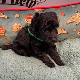 Salsa - Black female Poodle puppy in Port Saint Lucie, Florida from Abbott Standard Poodles