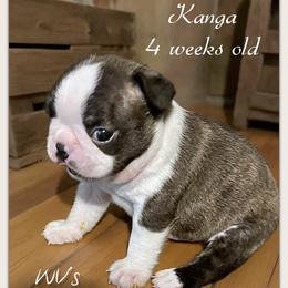 Boy 1 - Black brindle and white male Boston Terrier puppy in North Central, Vermont from Windy Valley’s Bostons