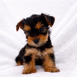 Harlow - Black and tan male Yorkshire Terrier puppy in Iron Mountain, Michigan from Celestial Family Terriers (Yooper Yorkies)