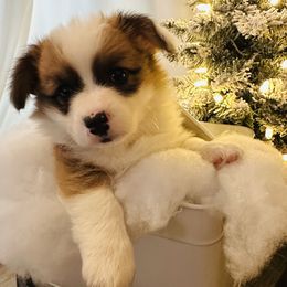 Barron - Red male Pembroke Welsh Corgi puppy in Cashion, Oklahoma from Shabby Chic Corgis