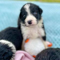 Aussiedoodle and Bordoodle Puppies from Dood B Ranch Doodles