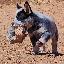 Australian Cattle Dog puppies from Carben Copy